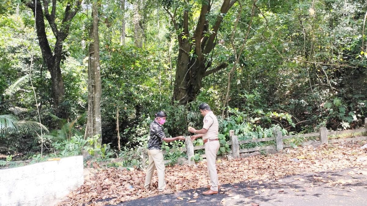 Forest officials burst crackers to chase away an elephant camping at the seventh curve of Charmadi Ghat.