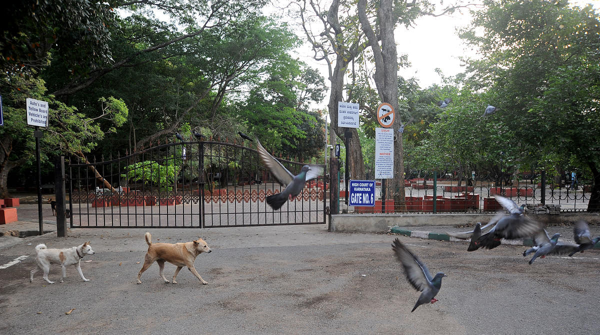 The high court parking lot abutting on the Cubbon Park is now deserted. DH PHOTO/PUSHKAR V