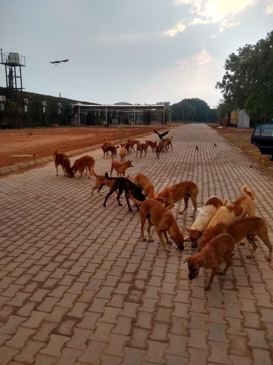 Stray dogs being fed in the city. Courtesy: CUPA