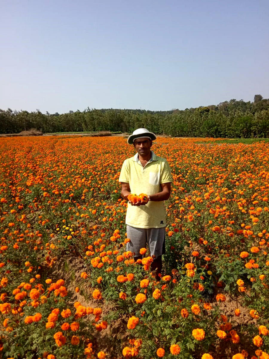M P Rasan, a farmer, shows marigold flowers.
