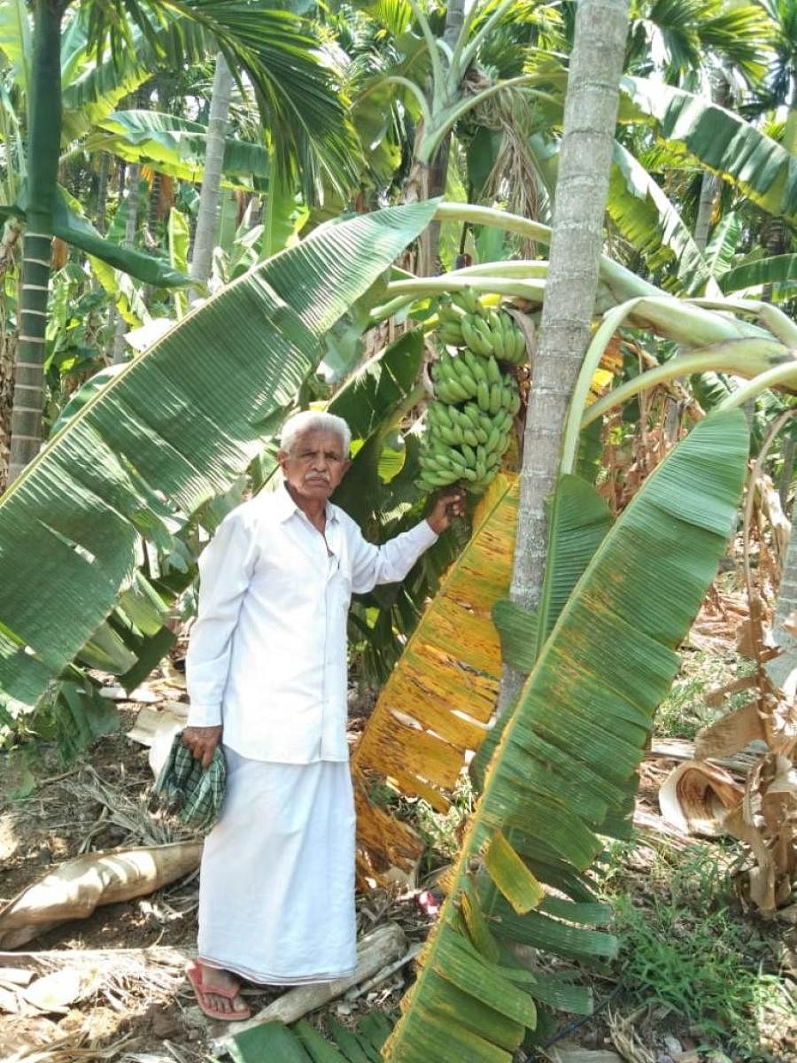 Farmer Sidramappa at his banana plantation, at Channapura, in Tarikere taluk.