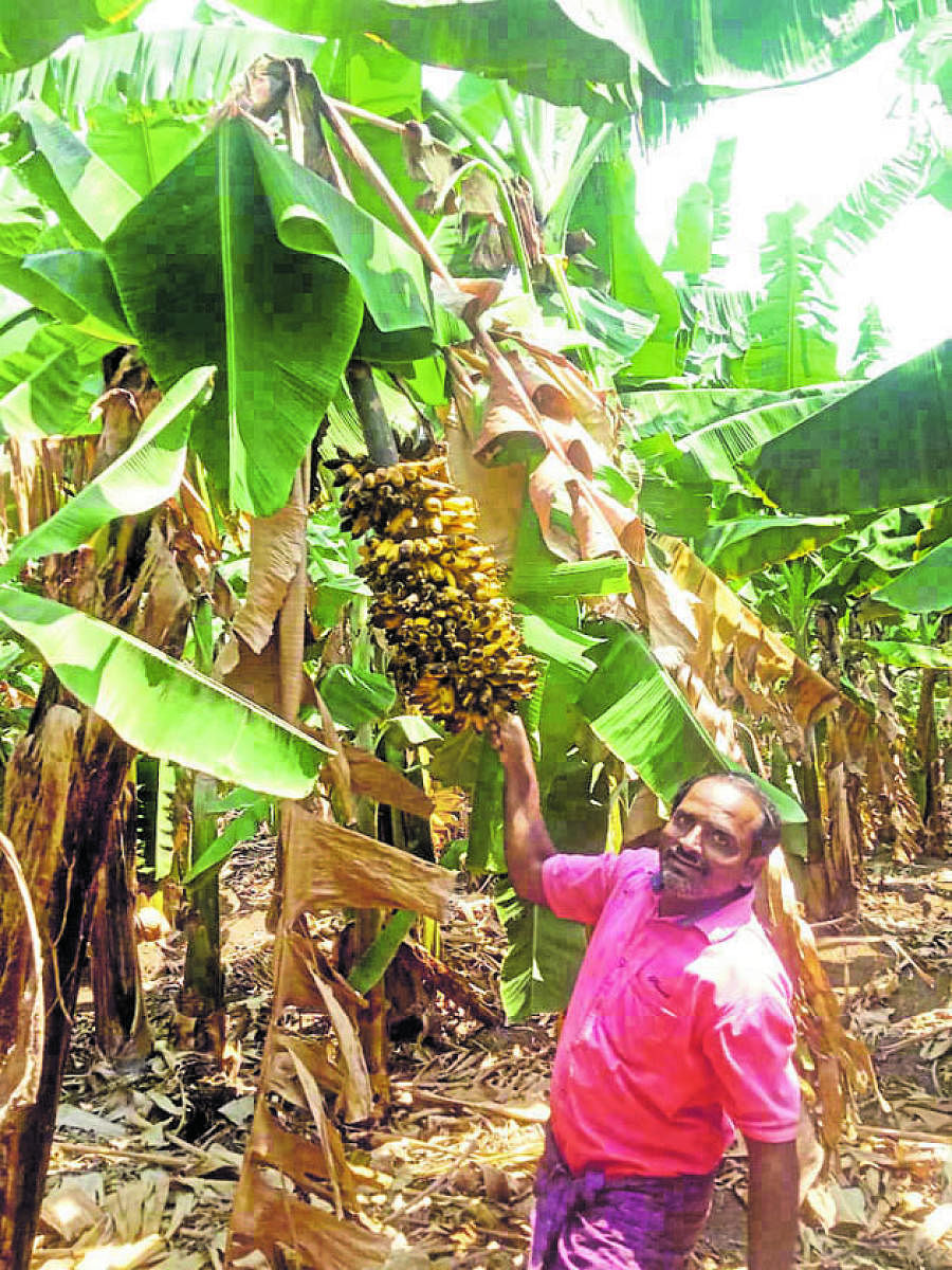 Farmer at his banana plantation
