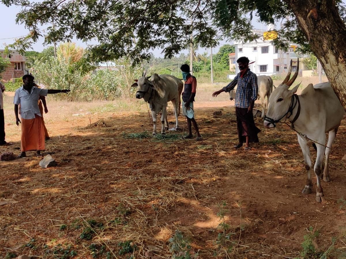 Eight 'Basavas' (bulls) caught in the lockdown in Malemar, in Mangaluru, are on the verge of death, due to starvation.