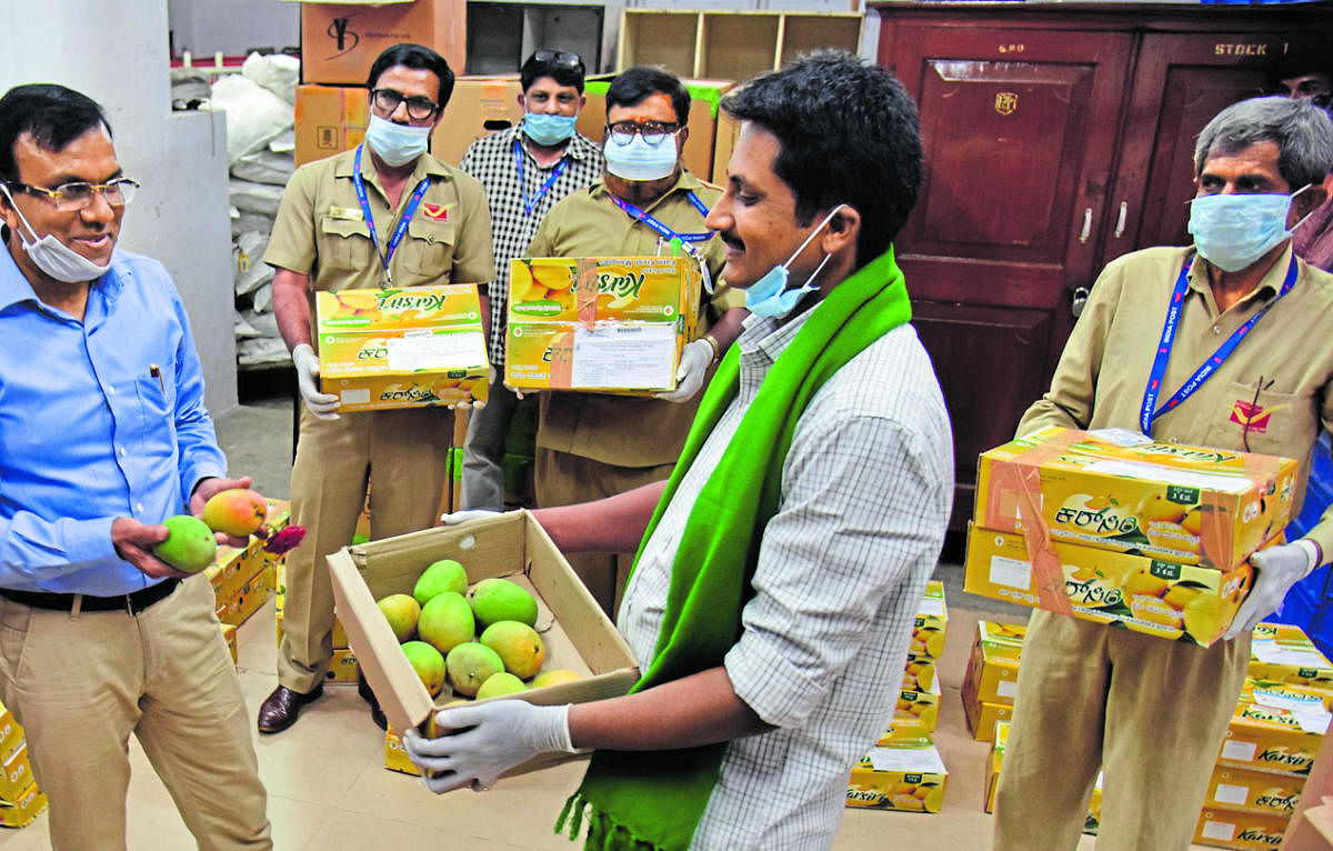 Karnataka mango board has tied up with the Indian Postal Service to deliver the mangoes to people's doorsteps. DH PHOTO BY BK JANARDHAN