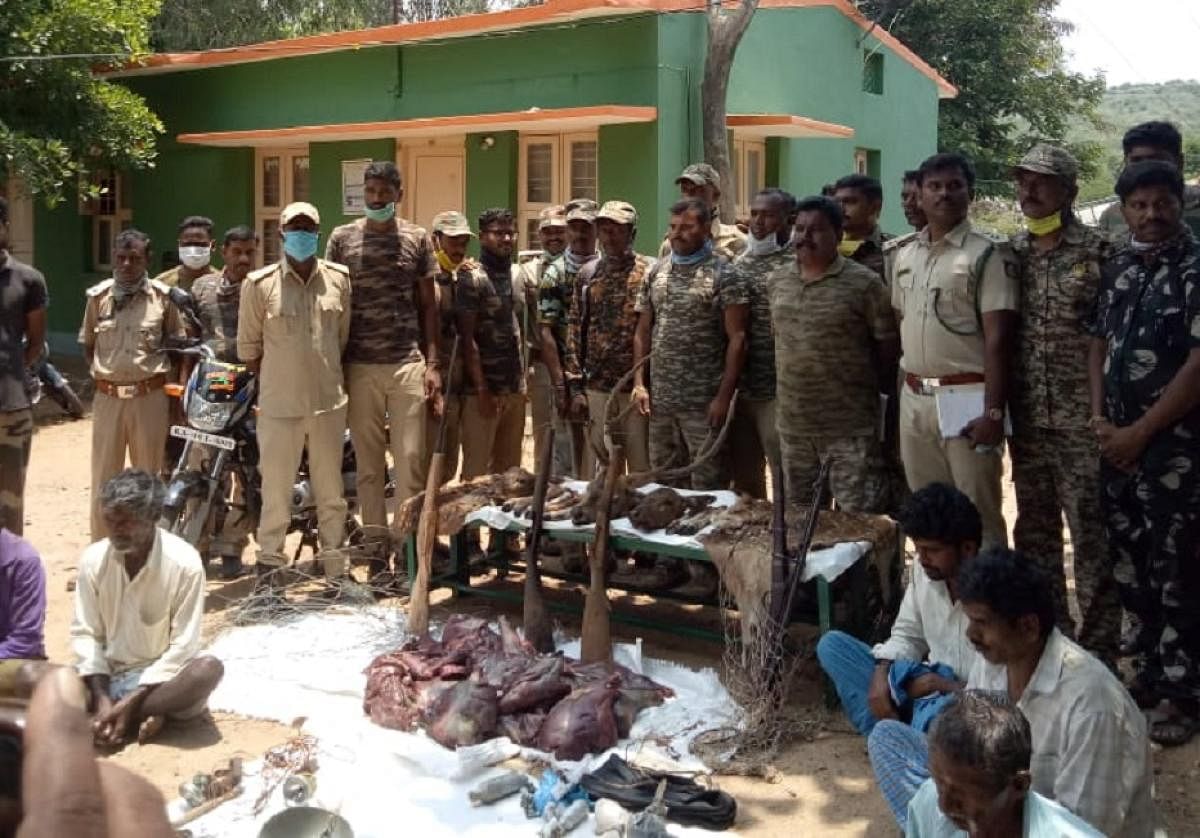 Deer meat, skin and country-made rifles seized from the poachers recently. DH Photo