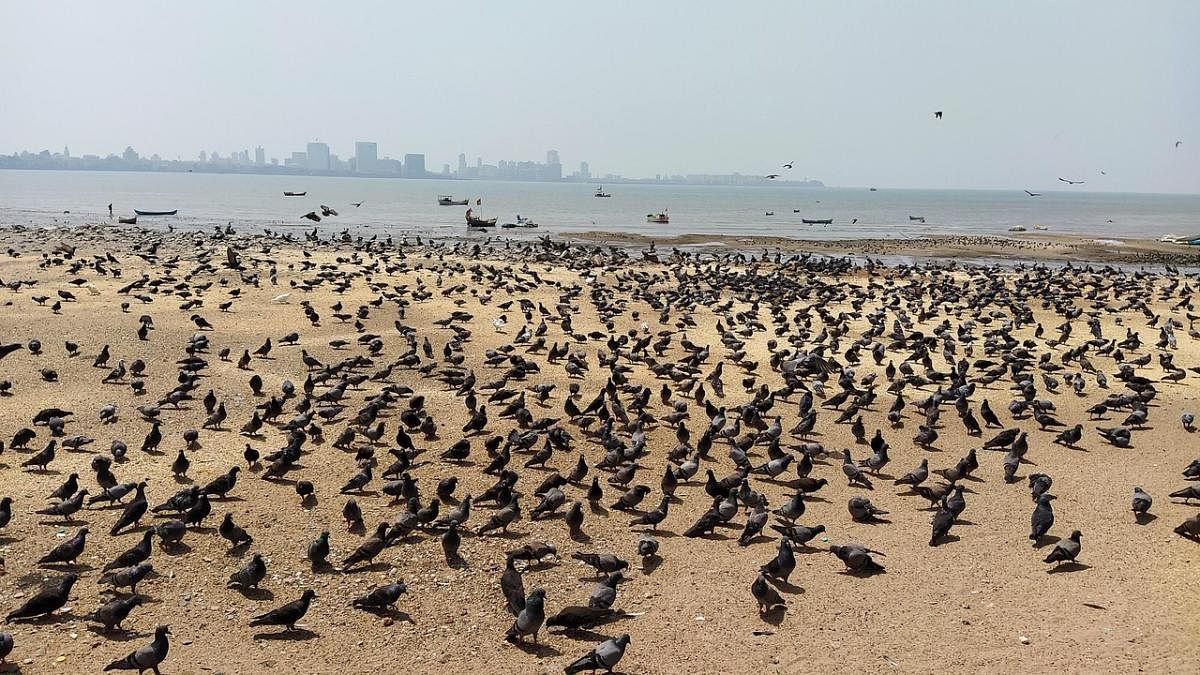 Pigeons at Mumbai’s  Girgaum Chowpatty.  PHOTOS BY AUTHOR