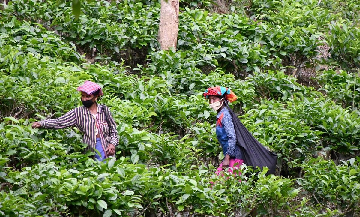  Tea garden workers follow social distancing guidelines while working in a tea estate, during ongoing COVID-19 lockdown, on the outskirts of Dharmanagar in Tripura. (PTI Photo)