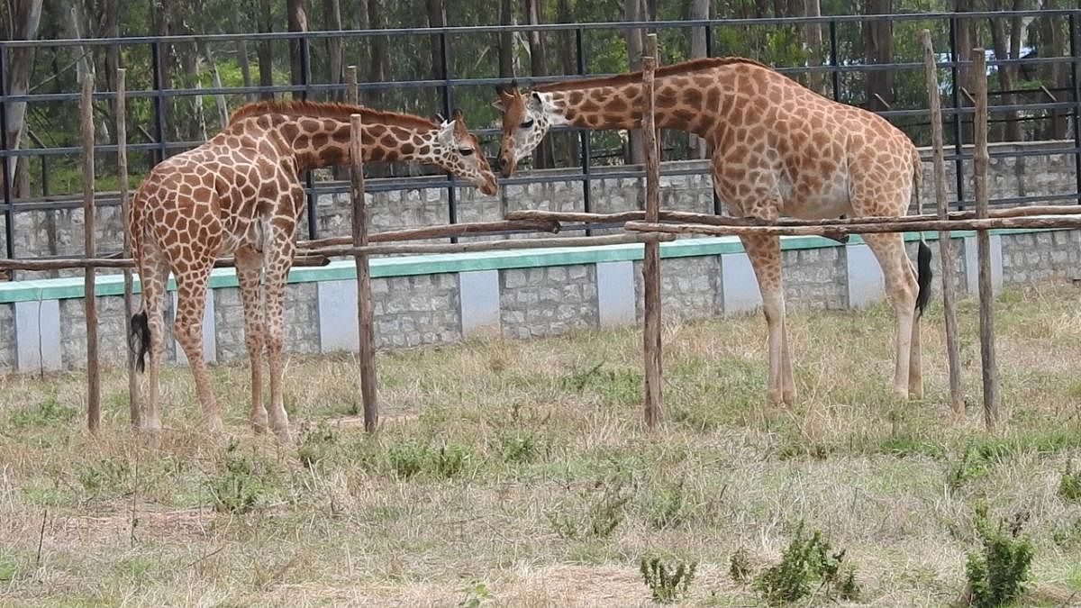 Four-year-old giraffe Gowri at the Bannerghatta Biological Park was united with Yadunandan, a one-and-half-year-old giraffe from Mysuru zoo on Friday. Special arrangement