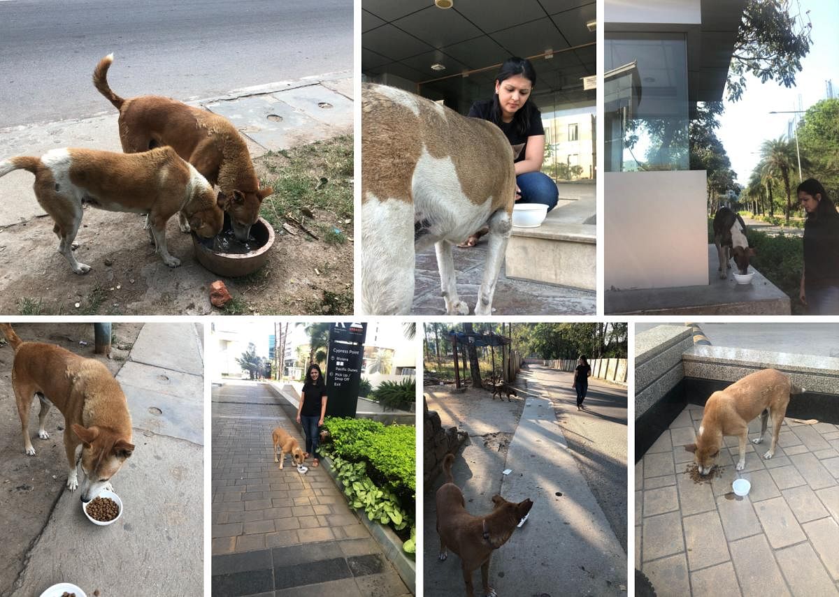 A group of dog lovers have been feeding hungry stray dogs during lockdown.