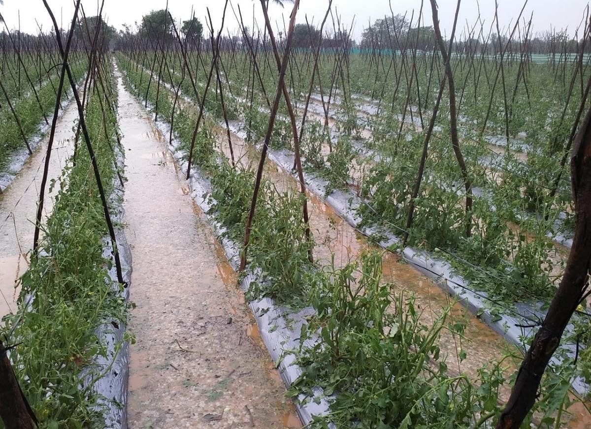 Heavy rains inundated a field in Kolar district.
