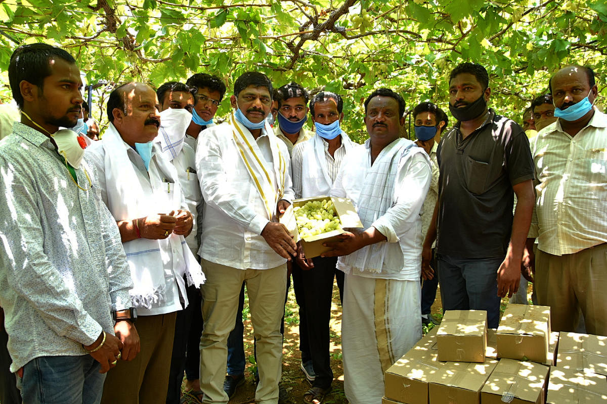 MP D K Suresh receives a box of grapes from Chowda Reddy at his field at Haristhala in Chikkaballapur district on Friday.