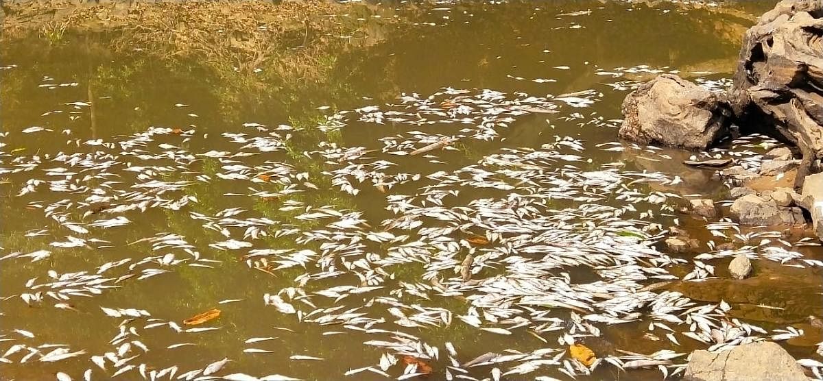 Dead fish found floating in river Phalguni near Venoor.