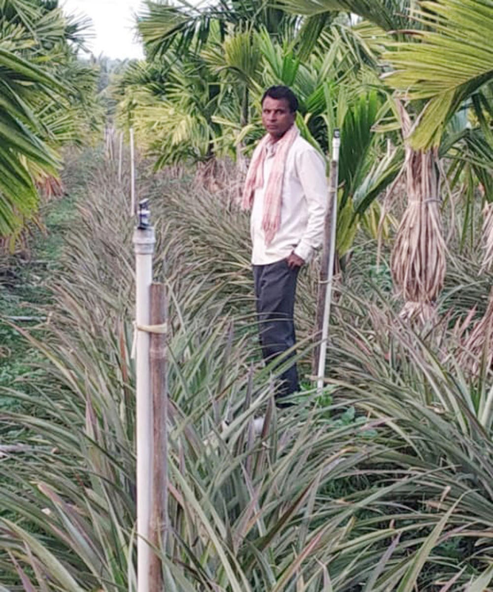 Jayanna amid his pineapple crop at Gopala Colony in Tarikere.