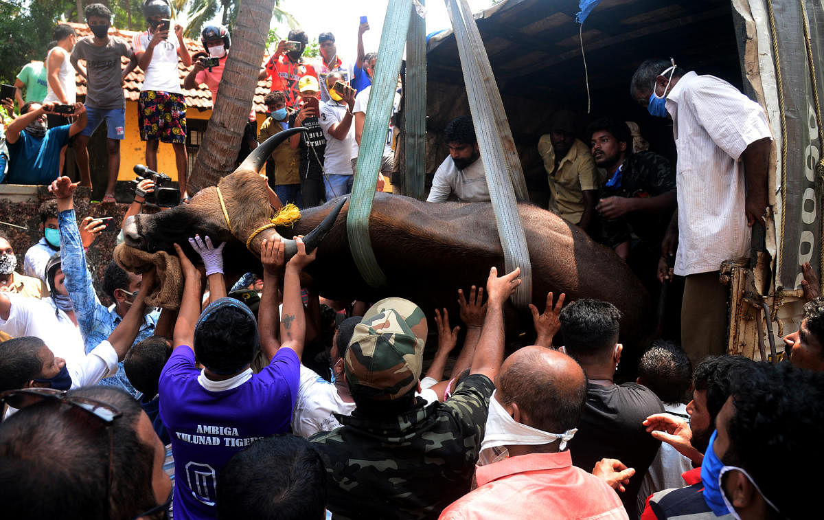 The forest department officials tranquilised, captured and released the Indian Gaur (Bison) into Charmadi Ghat forest area where it died.