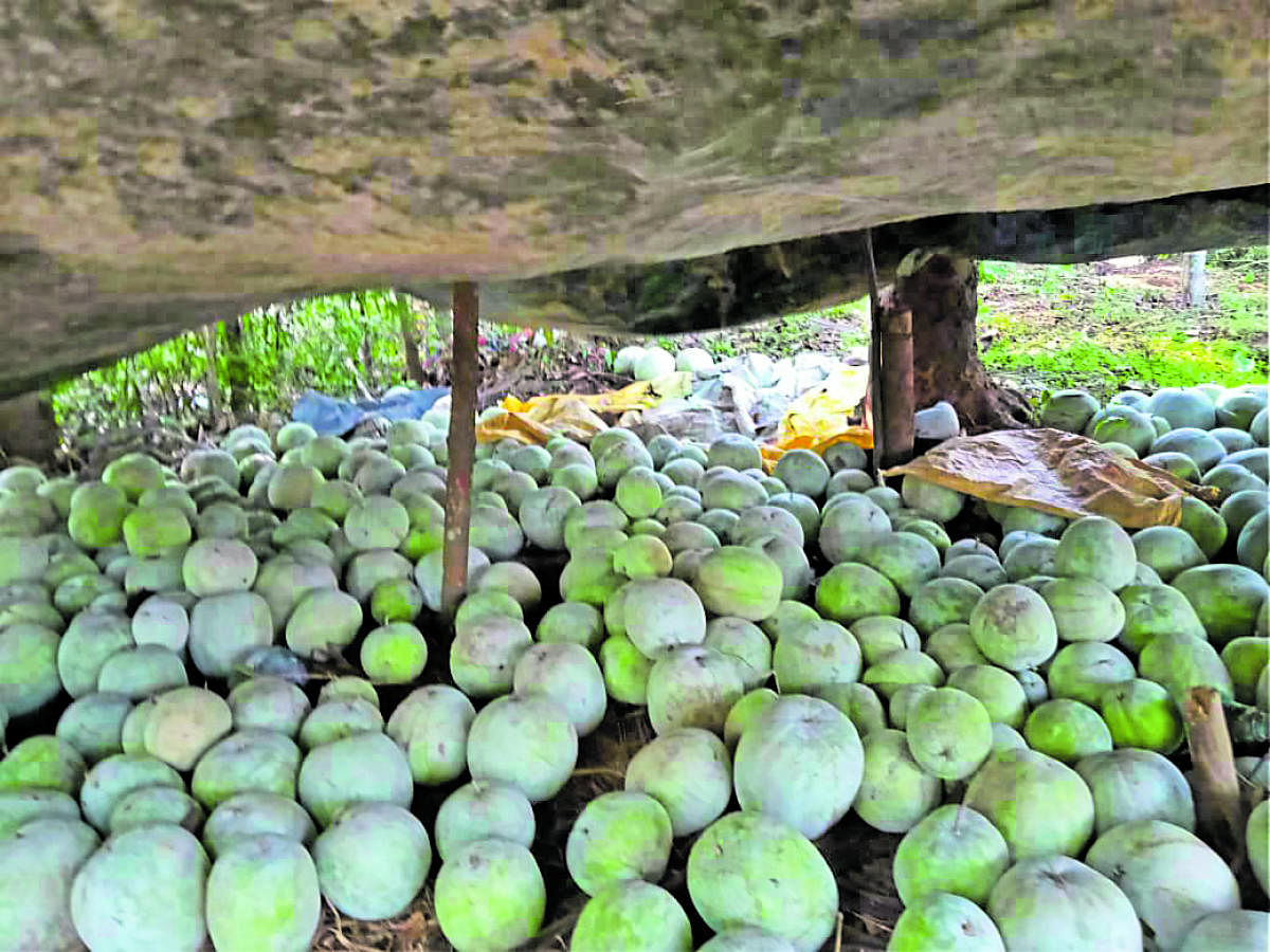 Ash Gourd