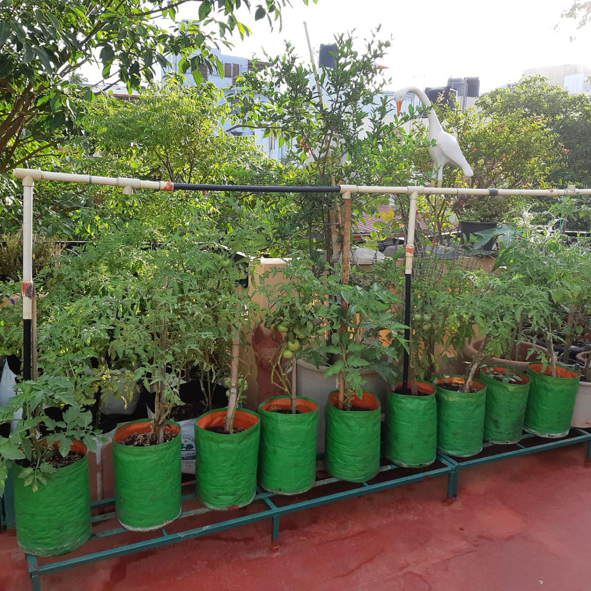 Indira Ashok Shah, a terrace gardener since 1982, easily spends three hours in her expansive garden; a harvest of fruits and vegetables at various terrace gardens across Bengaluru.