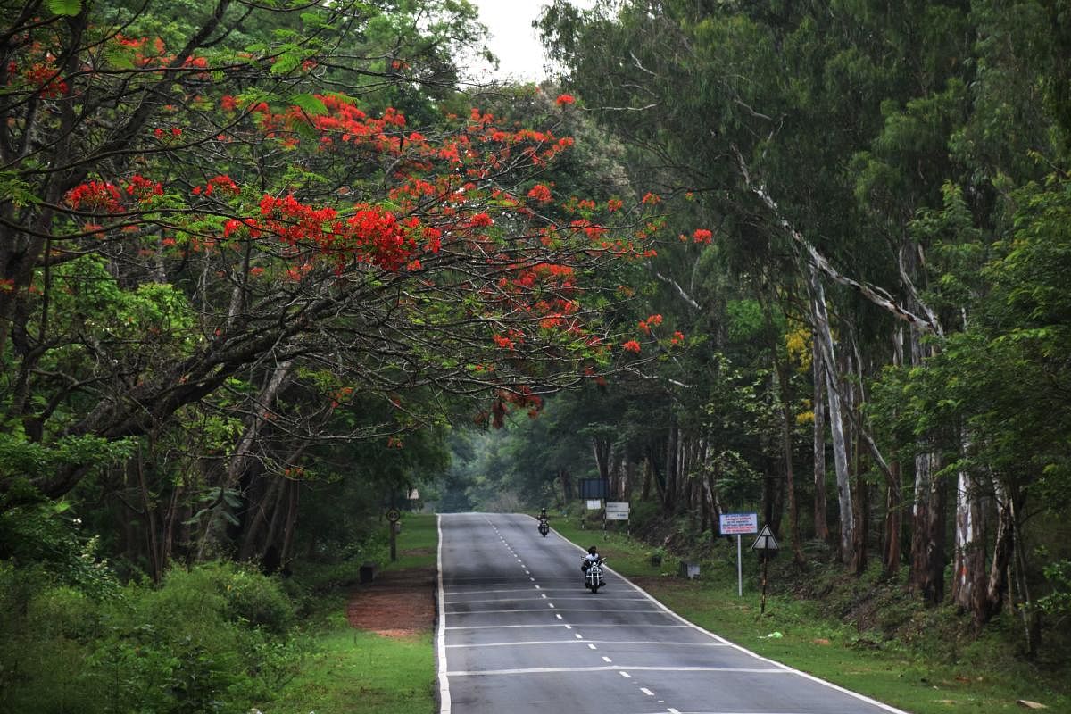 May flower in full bloom on the either sides of the National Highway passing through Kodagu.