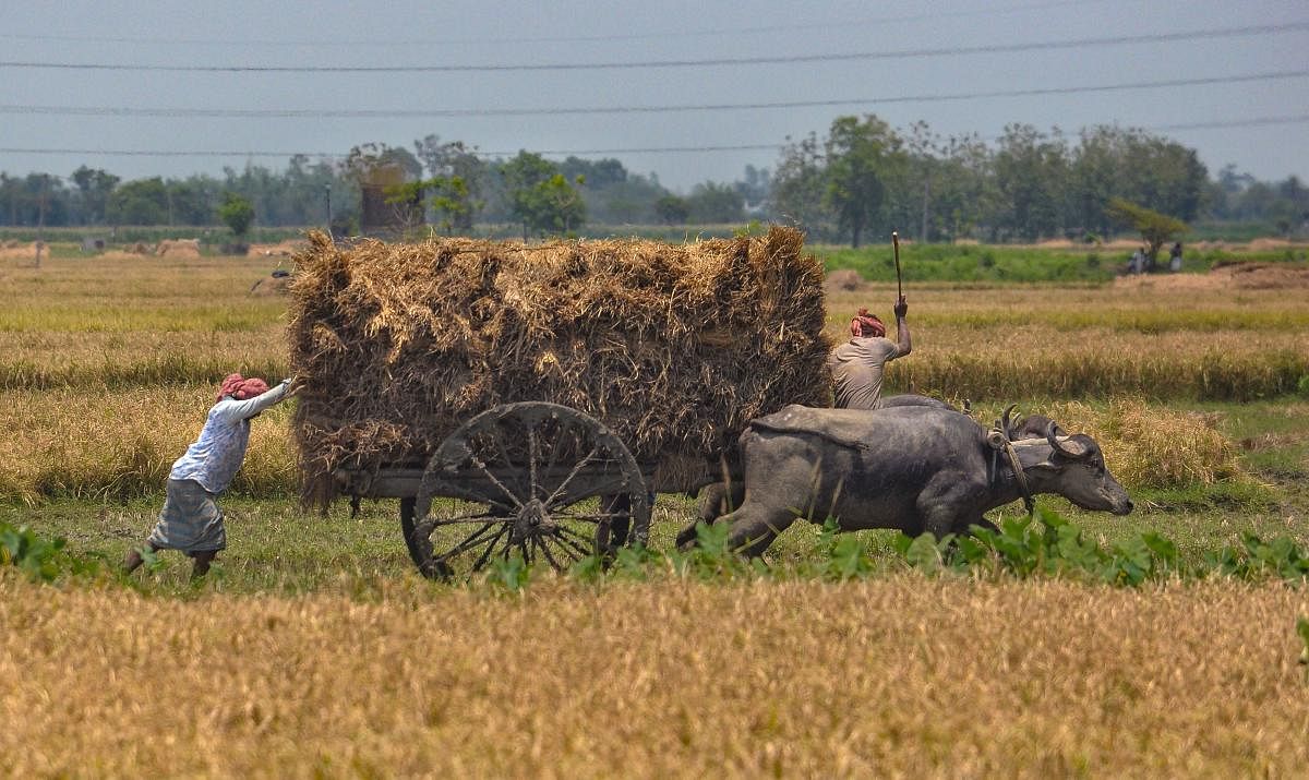 Nadia: Farmers push a buffalo cart loaded with harvested rice crop, during the ongoing COVID-19 nationwide lockdown, in Nadia district, Monday, May 11, 2020. (PTI Photo)(PTI11-05-2020_000063B)