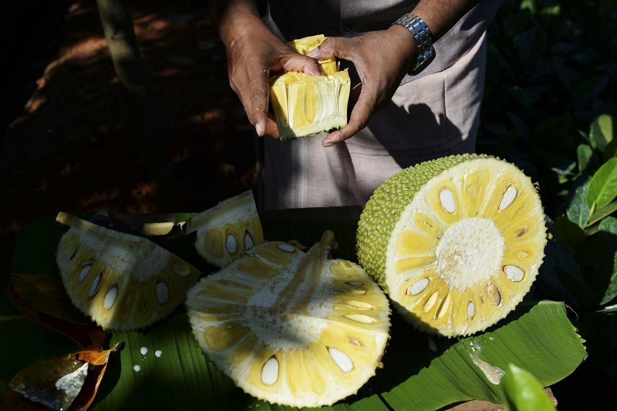Varghese Tharakkan preparing ripe jackfruit at an orchard at his Ayur jackfruit farm in Thrissur in the south Indian state of Kerala. - Green, spiky and with a strong, sweet smell, the bulky jackfruit has morphed from a backyard nuisance in India's south coast into the meat-substitute darling of vegans and vegetarians in the West. (Photo by AFP)