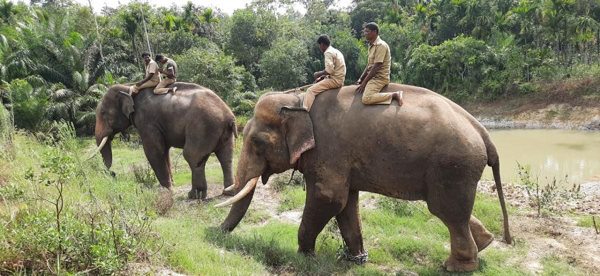 The combing operation is underway with the help of tamed elephants, to capture the notorious tiger in Ponnampet region.