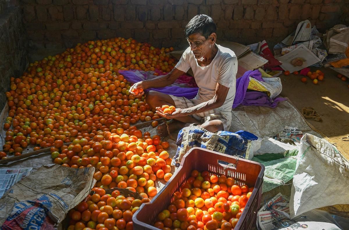 Farmers sort tomatoes amid coronavirus lockdown (PTI Photo)