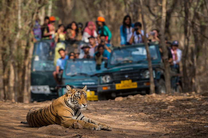  A wild male bengal tiger sitting on road and in background safari vehicles sighting this magnificent animal in open at forest of central India. (iStock Photo)