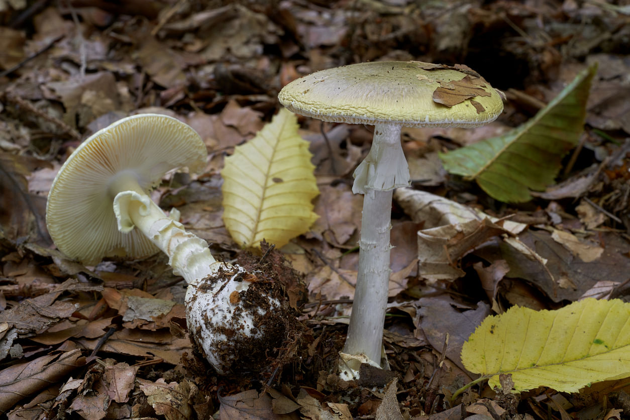 The wild mushroom has been identified as Amanita phalloides and is hepatotoxic as it directly affects the liver. Representative image: iStock Photo