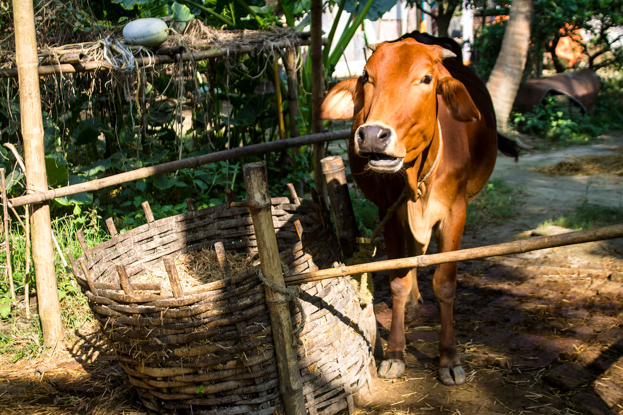 Haripriya also claimed that the economy of Bangladesh has strengthened on the back of smuggled cows from India, primarily Assam. Representative image: iStock Photo