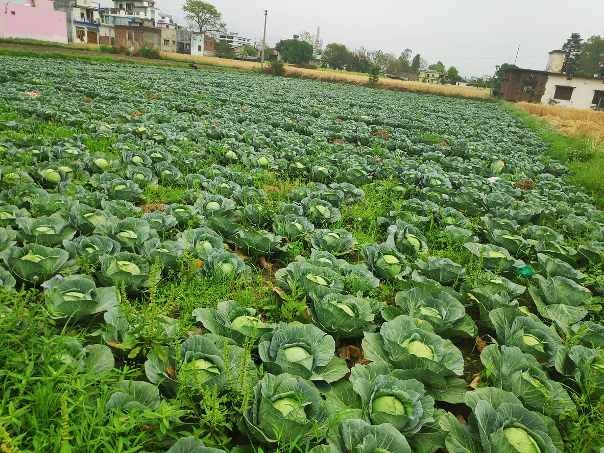 Over 100 farmers in his village face the same problem. Those who grew cabbage, cauliflower and melons had to till the field with the crop standing, as the price dropped from Rs 10 per kg to Re 1 per kg. Representative image: iStock Photo