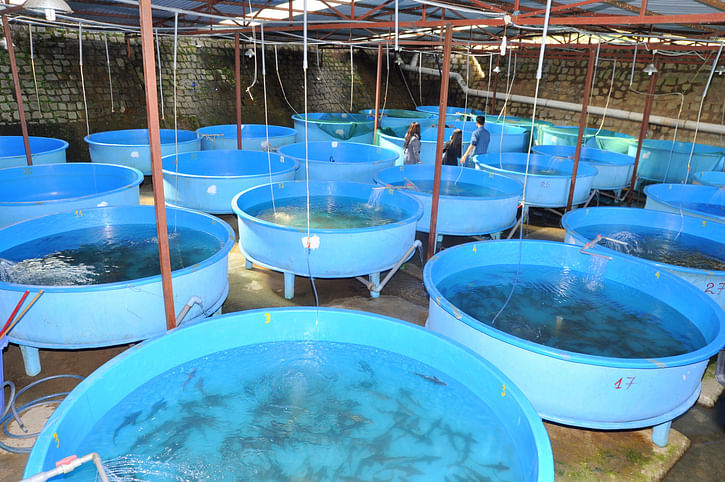 A fish breeding farm (Image for representation/iStock photo) 