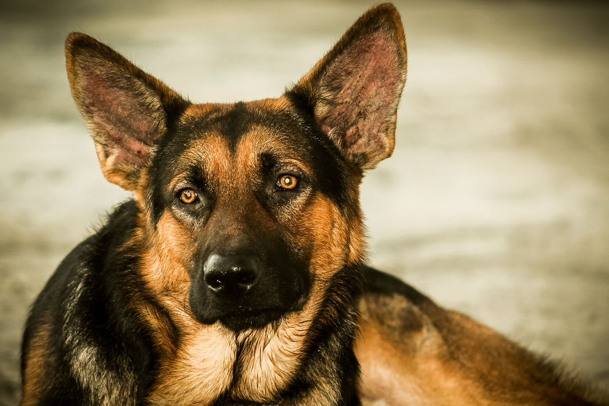 The civic body is planning to ban ferocious dog breeds like Doberman, German Shepherd, Rottweiler and Hounds from apartment buildings. Representative image: iStock Photo