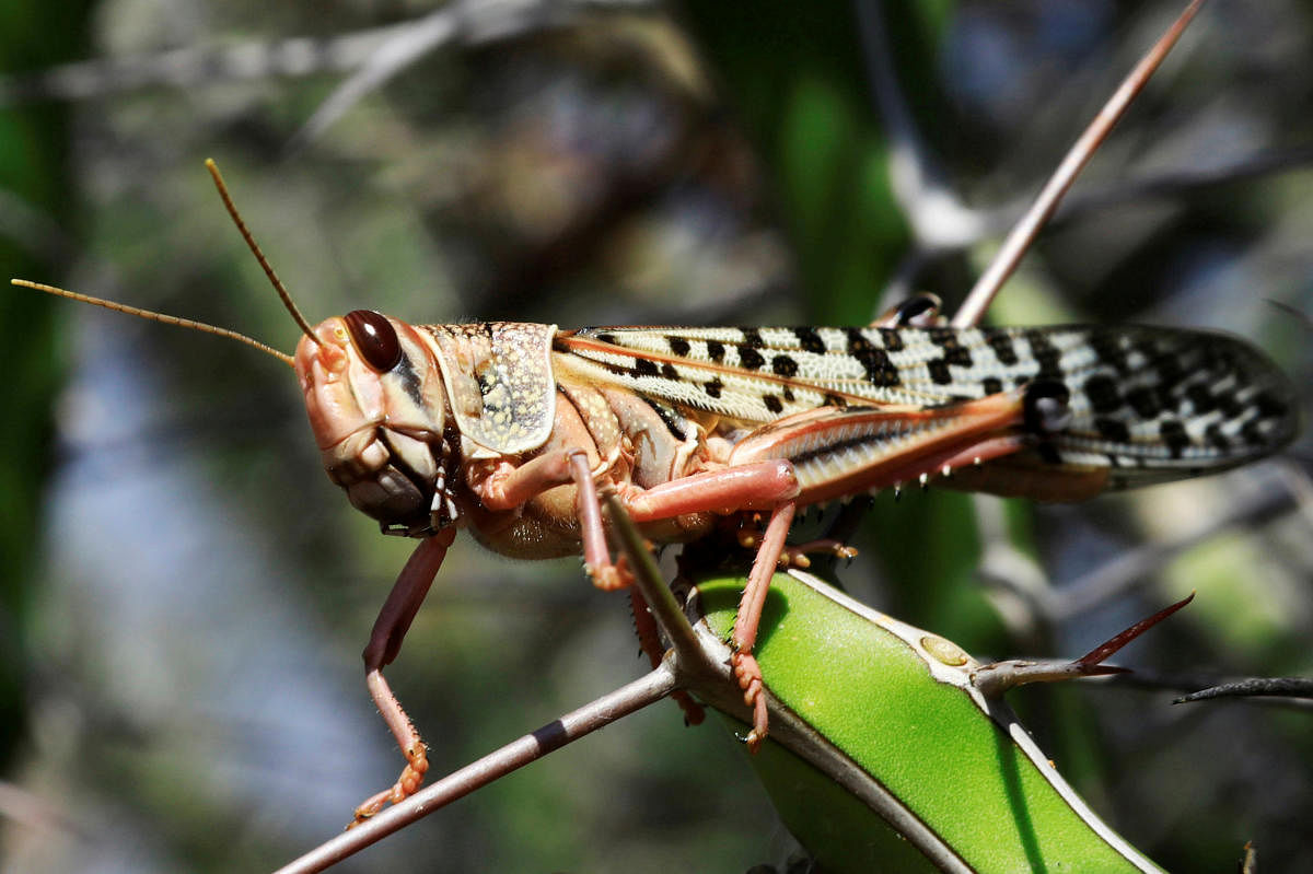 Earlier this year, Indian authorities were able to bring swarms of desert locusts under control, but an outbreak in neighbouring Pakistan has again raised concerns about the safety of crops such as wheat and oilseeds in India. Representative image: Reuters Photo