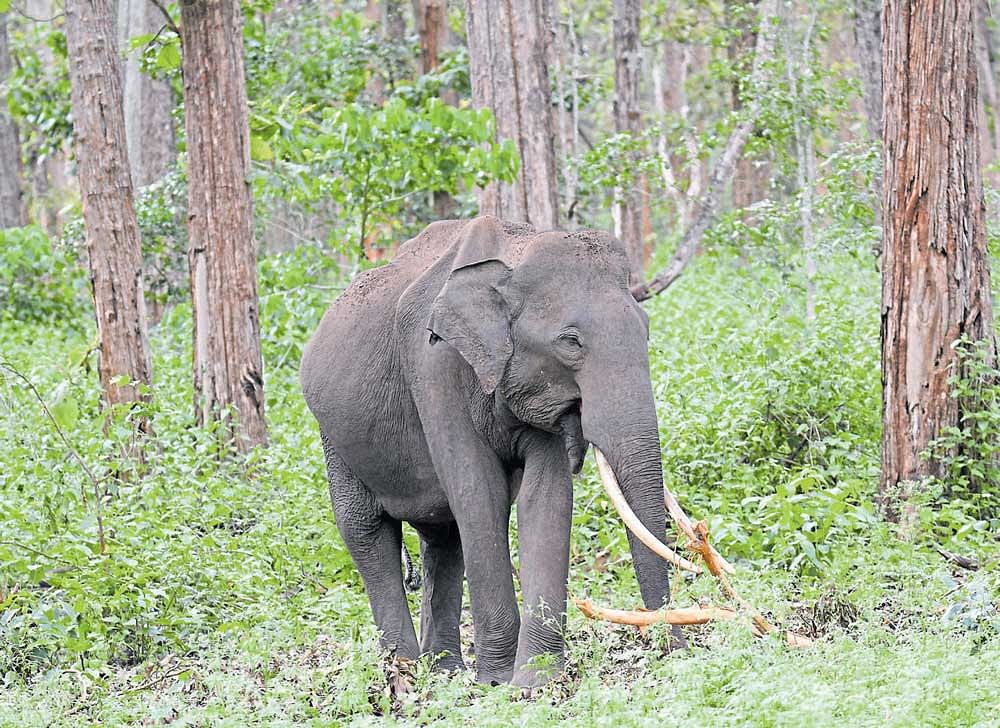 Manikandan was killed in an elephant attack at Kuttanaalakolli region, under Nagarahole National Park in H D Kote taluk in Mysuru district on World Wildlife Day on March 3. File photo
