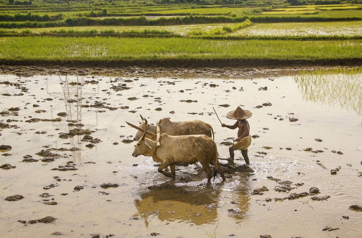 A farmer prepares his field for paddy crop after monsoon rains at Odgoan, in Nayagarh district of Odisha. PTI file photo