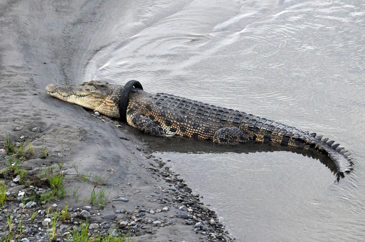 This picture taken on January 22, 2020 shows a crocodile, with a motorcycle tire around its neck, sun bathing by the riverbanks, in Palu, Central Sulawesi. AFP
