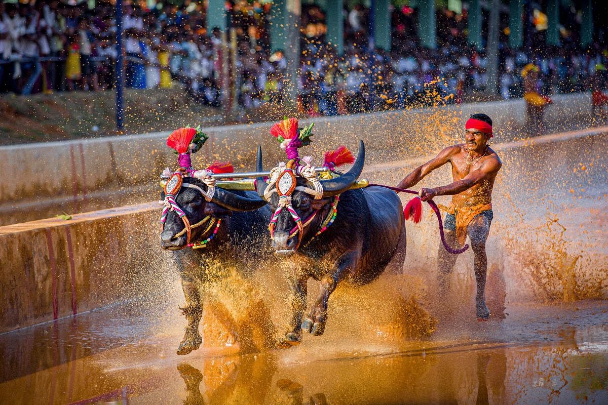 In this undated photo, Kambala jockey Srinivasa Gowda particpates in a buffalo race in Kambala of Karnataka district.  Credit: PTI Photo