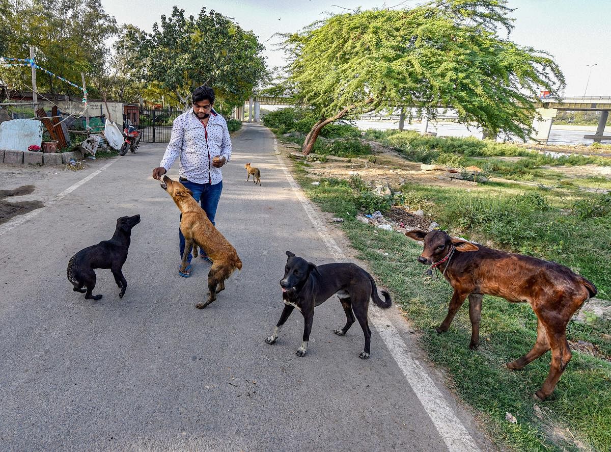A man feeds stray dogs during the ongoing nationwide lockdown, in New Delhi. PTI