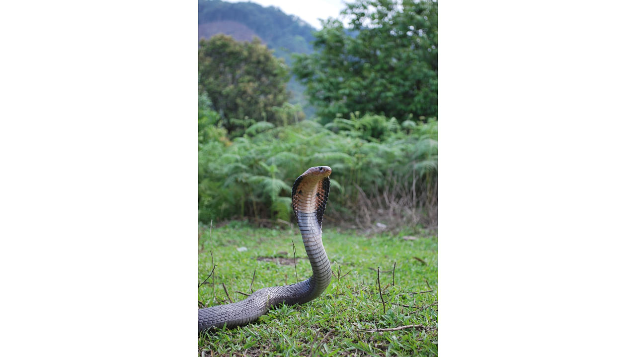 “India is the snakebite capital of the world. About 60 of the 270 species of Indian snakes are considered medically important,” Sunagar said. (DH Photo)