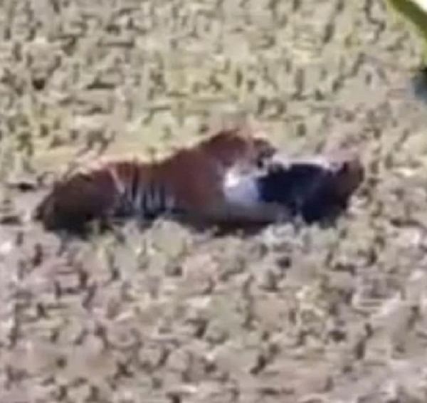 Man escapes tiger attack by acting dead (Video screengrab)