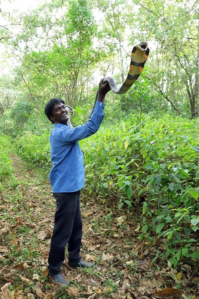 Vava Suresh has caught thousands of snakes over the last three decades and also survived over 250 odd snake bites, including those of highly venomous ones. Credit: Facebook (IAmVavaSuresh)