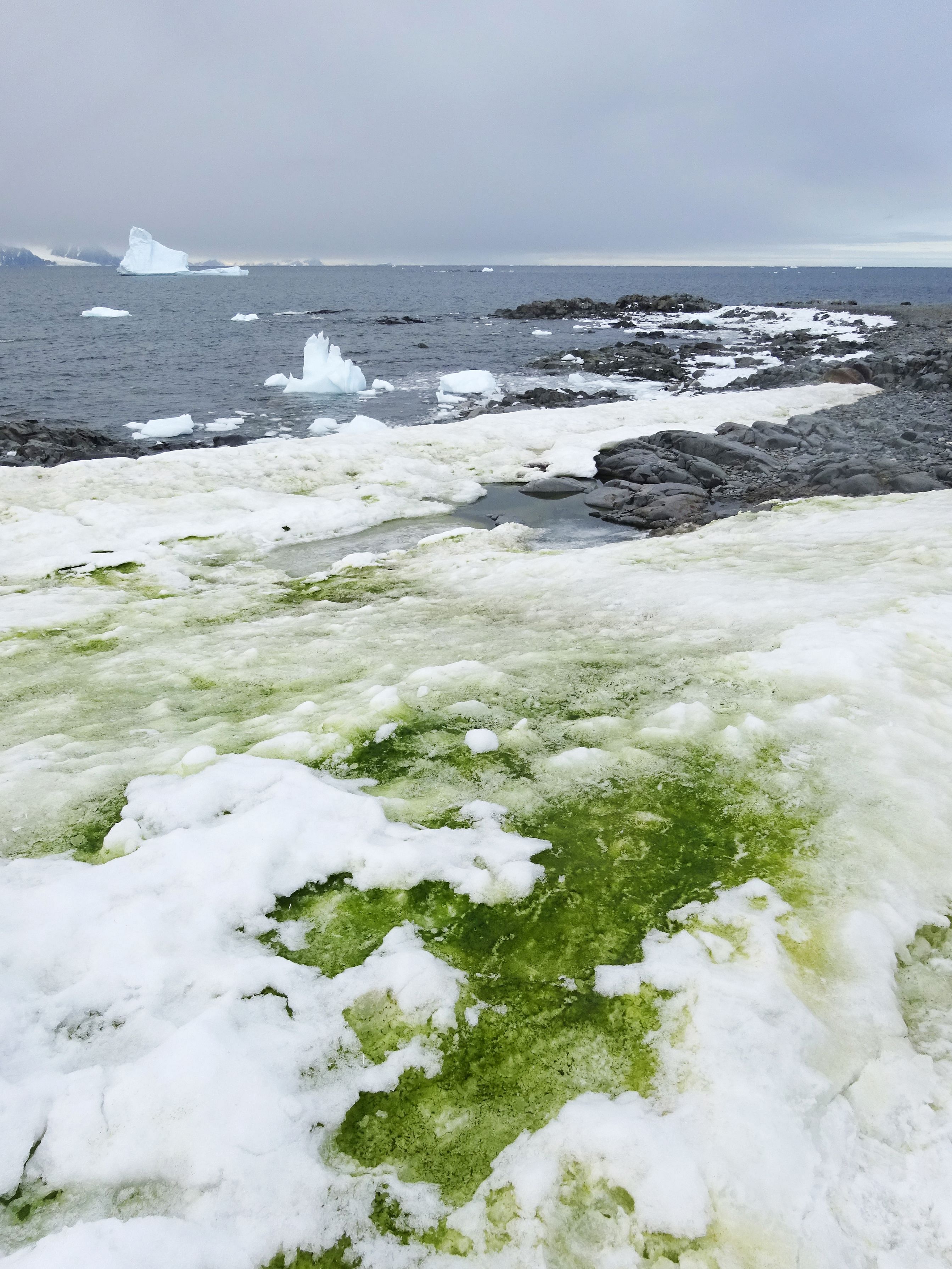 Parts of the Antarctic Peninsula will change colour as "green snow" caused by blooming algae is expected to spread as global temperatures increase, new research showed on May 19. (AFP Photo)