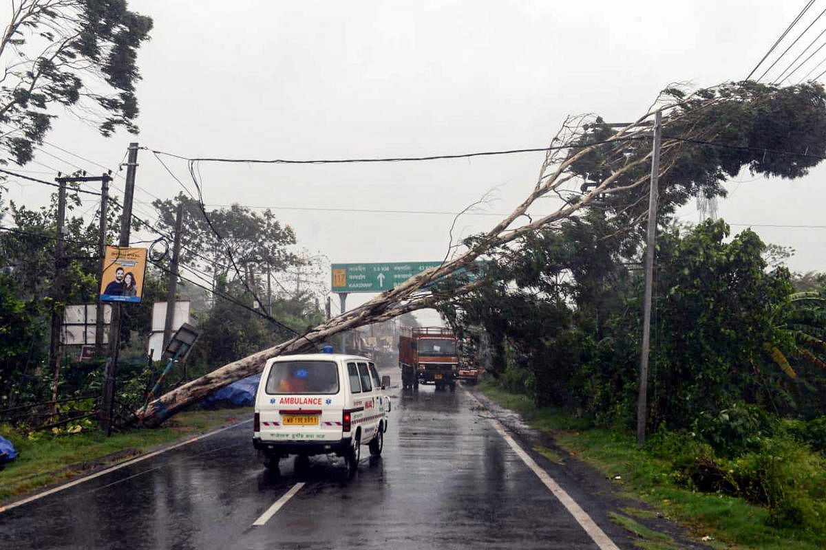 A tree falls on power lines during strong winds due to Cyclone Amphan at Kakdwip near Sunderbans area in South 24 Parganas district of West Bengal, Wednesday, May 20, 2020. (PTI)