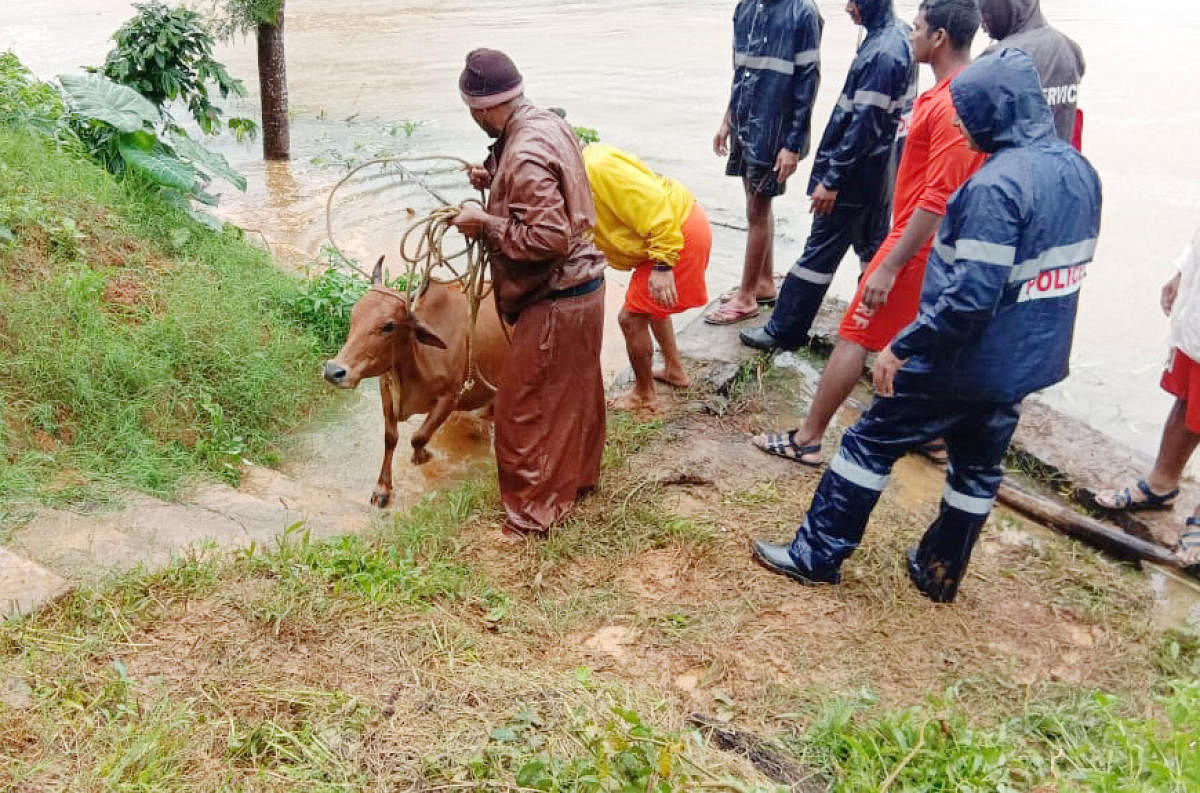 Cattle being rescuedby the rescue personnel at a village in Kodagu district.