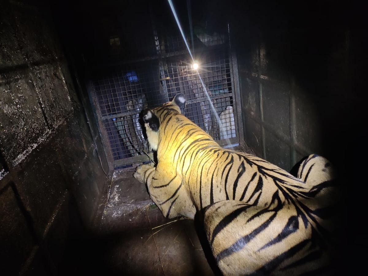 The tiger captured in Belloor village.