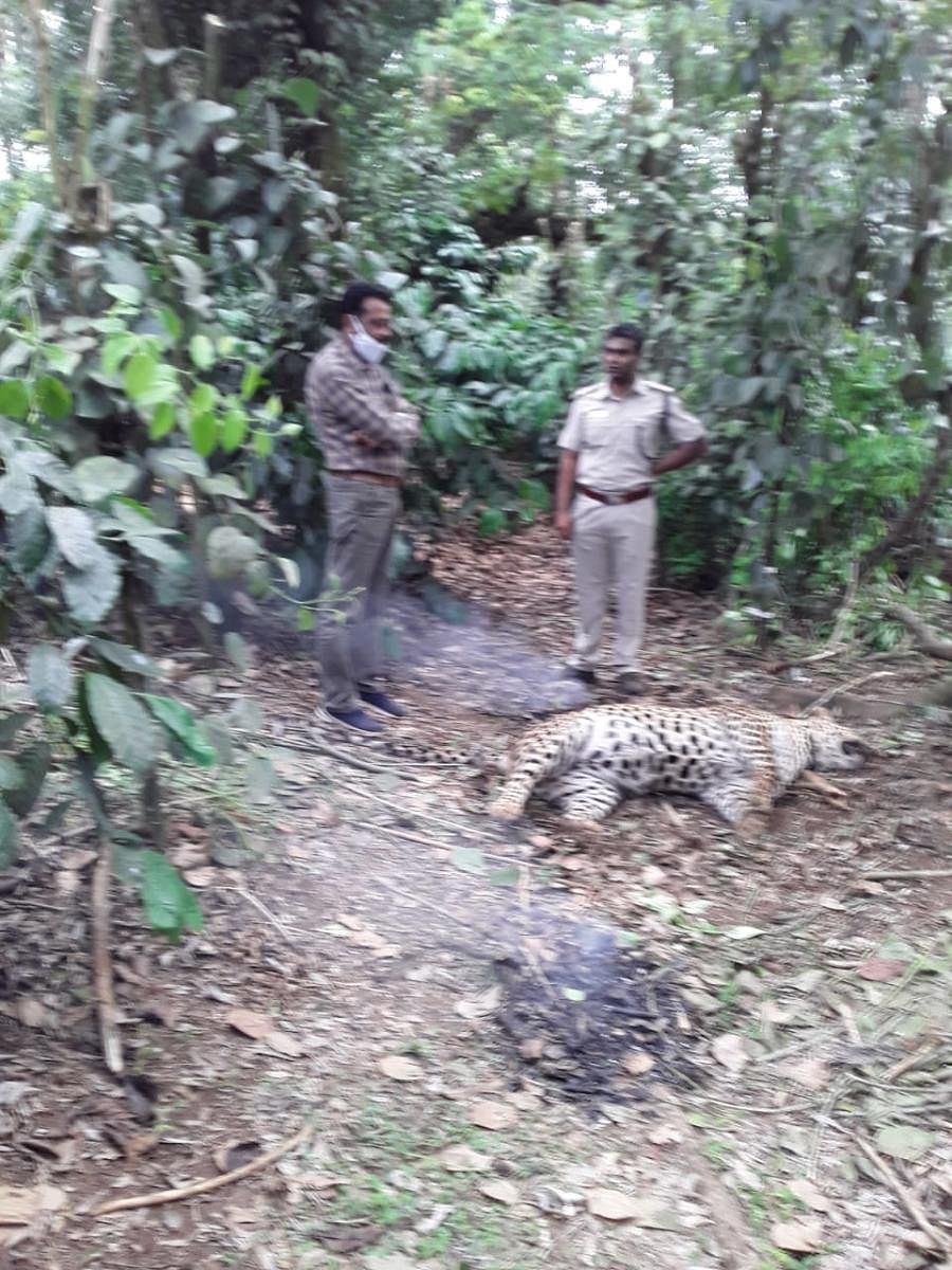 Carcass of a leopard was found in a coffee plantation in Nanjarayapattana near Kushalnagar on Wednesday. DH Photo