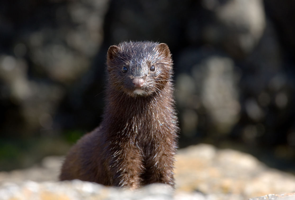 Minks are pictured in their cages at a fur farm. (Photo: iStock)