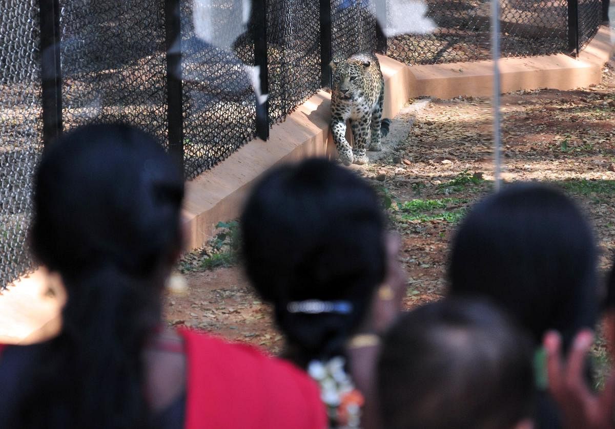 People gathered in front of the Leopard new glass enclosure at Sri Chamarajendra Zoological Garden//DHPV Photo By IRSHAD MAHAMMAD