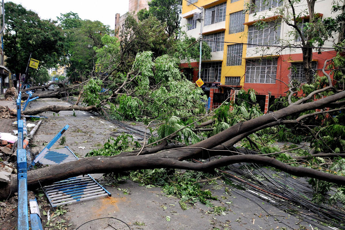 Uprooted trees lying on a street due to Super Cyclone Amphan (PTI Photo)