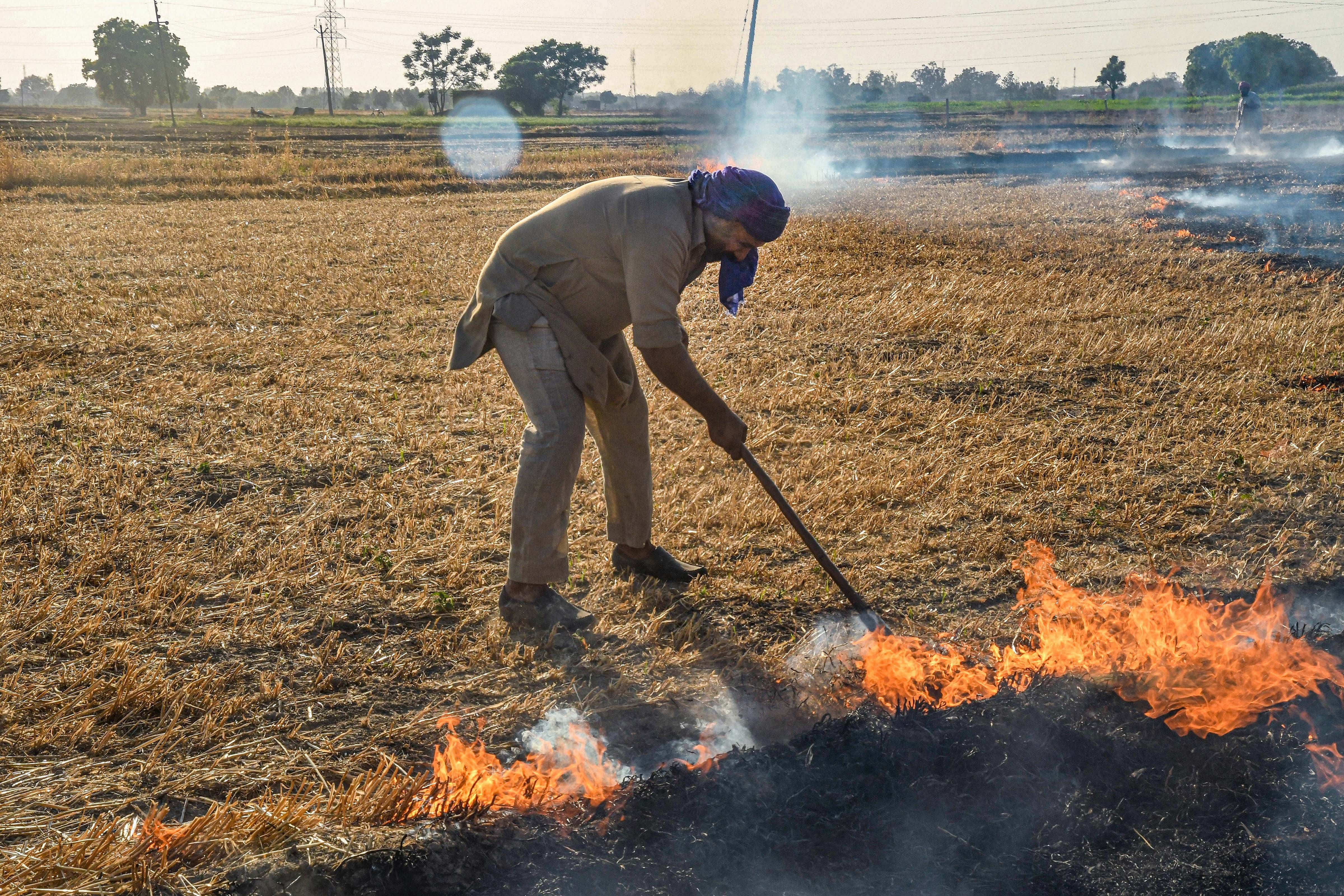 The chief minister in his appeal this month had asked farmers not to burn wheat stubble. (Credit: PTI Photo)