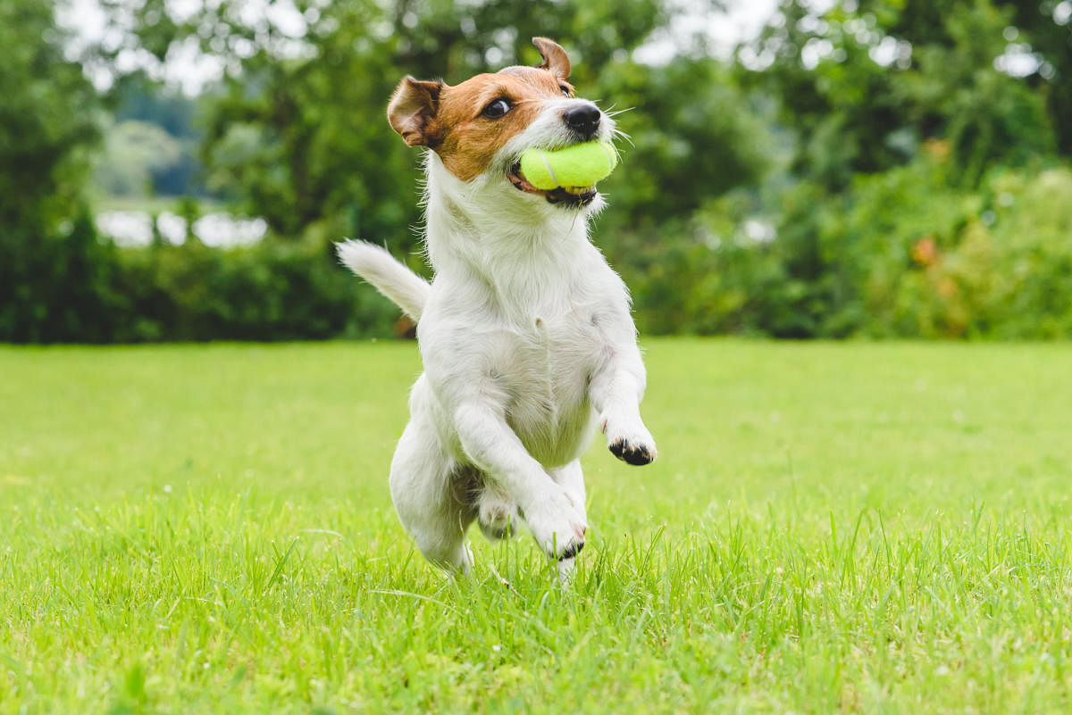 While walking is the best form of exercise for dogs, training them and even playing games will engage them physically and mentally.